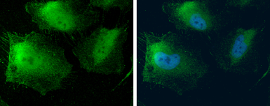 Anti-MTAP antibody [N1C3] used in Immunocytochemistry/ Immunofluorescence (ICC/IF). GTX109117