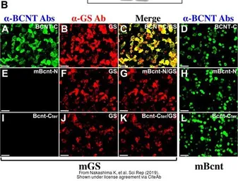 Anti-Glutamine synthetase antibody used in Immunocytochemistry/ Immunofluorescence (ICC/IF). GTX109121