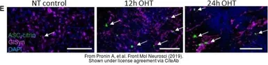 Anti-Glutamine synthetase antibody used in IHC (Frozen sections) (IHC-Fr). GTX109121