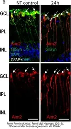 Anti-Glutamine synthetase antibody used in IHC (Frozen sections) (IHC-Fr). GTX109121