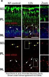 Anti-Glutamine synthetase antibody used in IHC (Frozen sections) (IHC-Fr). GTX109121