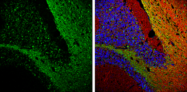 Anti-Glutamine synthetase antibody used in IHC (Frozen sections) (IHC-Fr). GTX109121