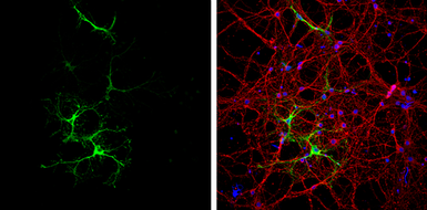 Anti-Glutamine synthetase antibody used in Immunocytochemistry/ Immunofluorescence (ICC/IF). GTX109121