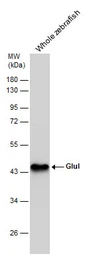 Anti-Glutamine synthetase antibody used in Western Blot (WB). GTX109121