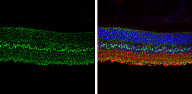 Anti-Glutamine synthetase antibody used in IHC (Paraffin sections) (IHC-P). GTX109121