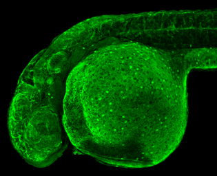 Anti-Glutamine synthetase antibody used in IHC (Whole mount) (IHC-Wm). GTX109121