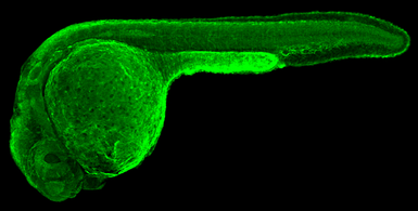 Anti-Glutamine synthetase antibody used in IHC (Whole mount) (IHC-Wm). GTX109121