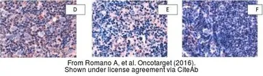 Anti-Arginase 1 antibody used in IHC (Paraffin sections) (IHC-P). GTX109242