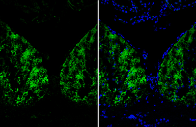 Anti-Arginase 1 antibody used in IHC (Frozen sections) (IHC-Fr). GTX109242