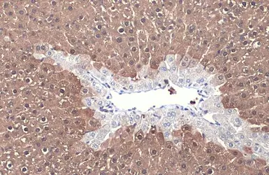 Anti-Arginase 1 antibody used in IHC (Paraffin sections) (IHC-P). GTX109242