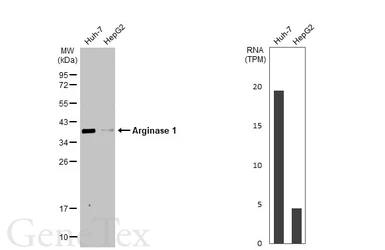 Anti-Arginase 1 antibody used in Western Blot (WB). GTX109242