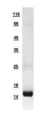 Human CRIPT protein, His tag. GTX109246-pro