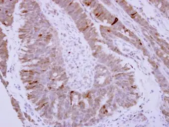 Anti-Phospholamban antibody used in IHC (Paraffin sections) (IHC-P). GTX109254