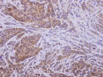 Anti-AKR1D1 antibody used in IHC (Paraffin sections) (IHC-P). GTX109328