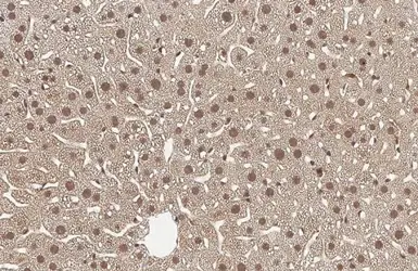 Anti-TBX19 antibody [N1C1] used in IHC (Paraffin sections) (IHC-P). GTX109384