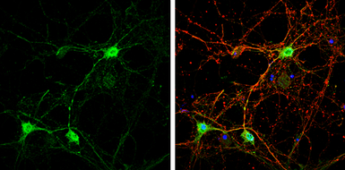 Anti-Caspr2 antibody [N2N3] used in Immunocytochemistry/ Immunofluorescence (ICC/IF). GTX109389