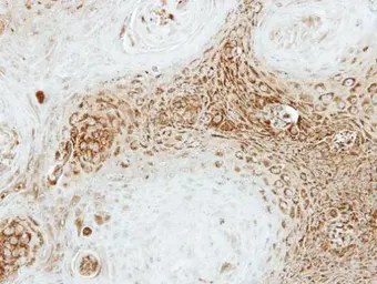 Anti-SEC23A antibody [N1C1] used in IHC (Paraffin sections) (IHC-P). GTX109488