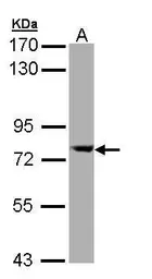 Anti-SEC23A antibody [N1C1] used in Western Blot (WB). GTX109488