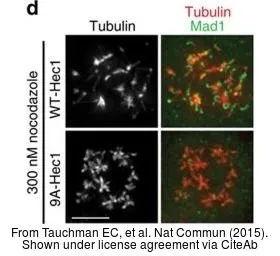 Anti-MAD1 antibody used in Immunocytochemistry/ Immunofluorescence (ICC/IF). GTX109519