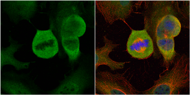 Anti-MAD1 antibody used in Immunocytochemistry/ Immunofluorescence (ICC/IF). GTX109519