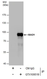 Anti-MAD1 antibody used in Immunoprecipitation (IP). GTX109519