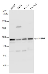 Anti-MAD1 antibody used in Western Blot (WB). GTX109519