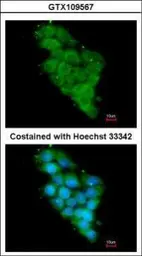 Anti-NDUFA12 antibody [N1C3] used in Immunocytochemistry/ Immunofluorescence (ICC/IF). GTX109567