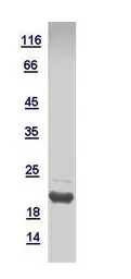 Human GADD45A protein, His tag. GTX109587-pro