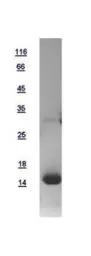 Human Hemoglobin Gamma G protein, His tag. GTX109601-pro