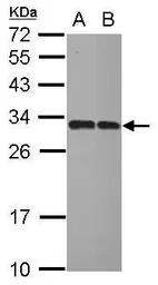 Anti-IMPA1 antibody used in Western Blot (WB). GTX109616