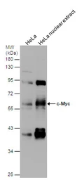 Anti-c-Myc antibody [N1], N-term used in Western Blot (WB). GTX109636