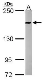 Anti-EEA1 antibody [C3], C-term used in Western Blot (WB). GTX109638