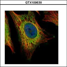 Anti-EEA1 antibody [C3], C-term used in Immunocytochemistry/ Immunofluorescence (ICC/IF). GTX109638