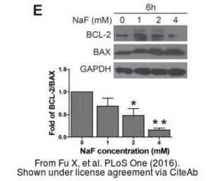 Anti-Bax antibody [N1N2], N-term used in Western Blot (WB). GTX109683