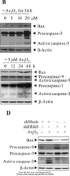 Anti-Bax antibody [N1N2], N-term used in Western Blot (WB). GTX109683