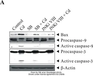 Anti-Bax antibody [N1N2], N-term used in Western Blot (WB). GTX109683