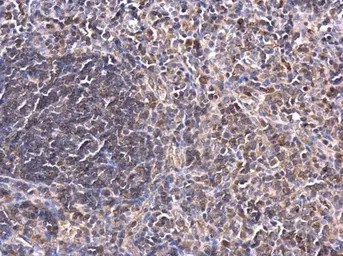 Anti-PKC theta antibody used in IHC (Paraffin sections) (IHC-P). GTX109690
