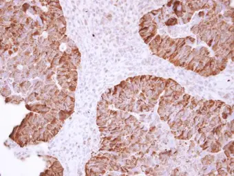 Anti-Hsp90 alpha antibody used in IHC (Paraffin sections) (IHC-P). GTX109753