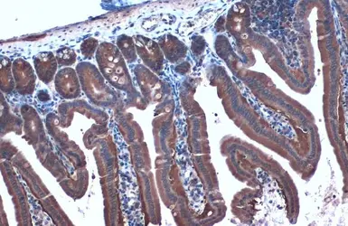 Anti-Hsp90 alpha antibody used in IHC (Paraffin sections) (IHC-P). GTX109753