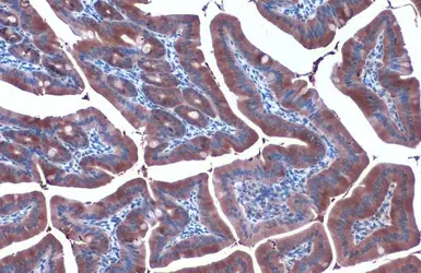 Anti-Hsp90 alpha antibody used in IHC (Paraffin sections) (IHC-P). GTX109753