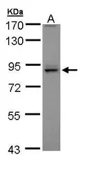 Anti-PEX5 antibody used in Western Blot (WB). GTX109798