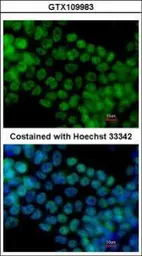 Anti-SALL4 antibody [C1C2], Internal used in Immunocytochemistry/ Immunofluorescence (ICC/IF). GTX109983