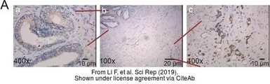 Anti-XPNPEP2 antibody [N3C3] used in IHC (Paraffin sections) (IHC-P). GTX109995