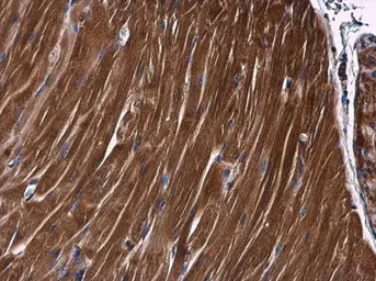 Anti-PKC theta antibody [N1N3-2] used in IHC (Paraffin sections) (IHC-P). GTX110127