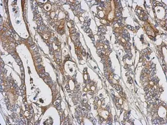 Anti-PKC theta antibody [N1N3-2] used in IHC (Paraffin sections) (IHC-P). GTX110127