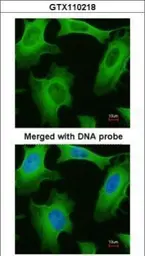 Anti-PLA2G4A antibody used in Immunocytochemistry/ Immunofluorescence (ICC/IF). GTX110218