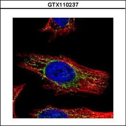 Anti-GALNS antibody used in Immunocytochemistry/ Immunofluorescence (ICC/IF). GTX110237