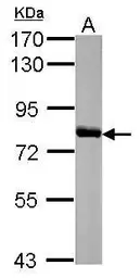 Anti-HAL antibody [N2C2], Internal used in Western Blot (WB). GTX110371