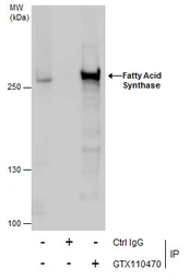 Anti-Fatty Acid Synthase antibody [N1N2], N-term used in Immunoprecipitation (IP). GTX110470