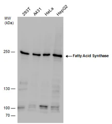 Anti-Fatty Acid Synthase antibody [N1N2], N-term used in Western Blot (WB). GTX110470